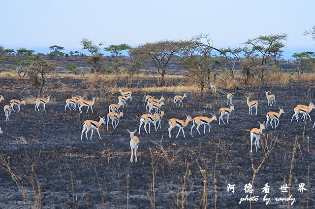 serengeti2D7000 039.JPG serengeti2D7000 039.JPG