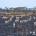 serengeti2D7000 039.JPG