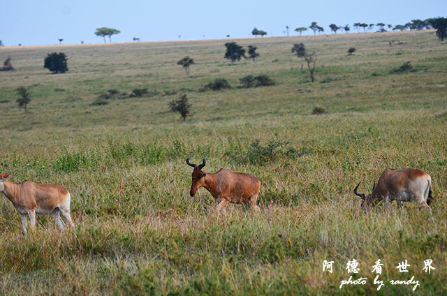 serengeti2D7000 046.JPG