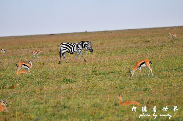 serengeti2D7000 049.JPG