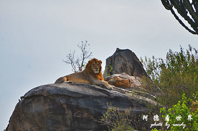 serengeti2D7000 056.JPG