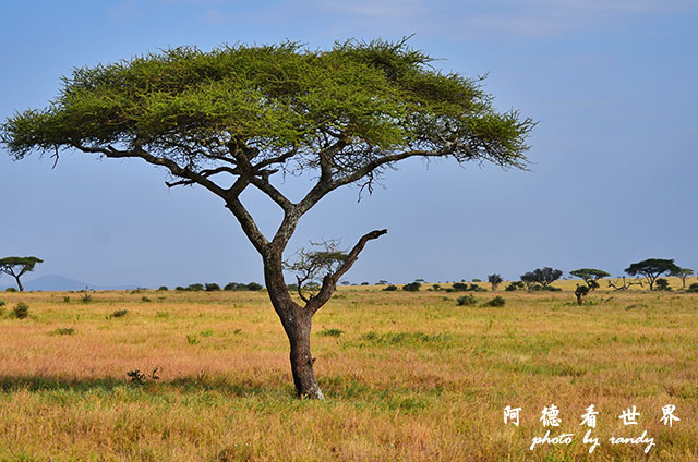 serengeti2D7000 063.JPG