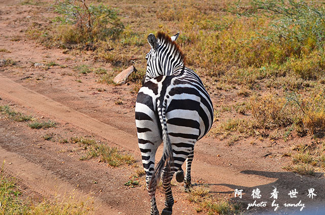 serengeti2D7000 074.JPG