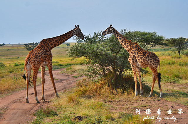 serengeti2D7000 077.JPG