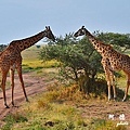 serengeti2D7000 077.JPG