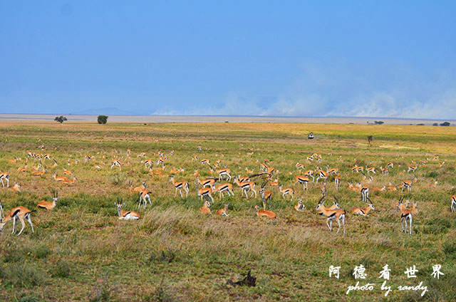 serengeti2D7000 084.JPG