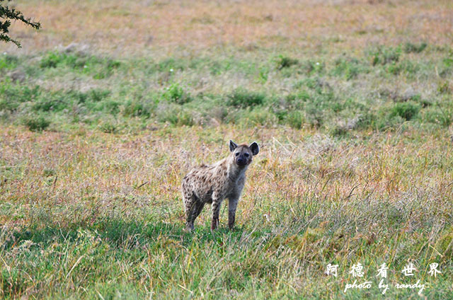 serengeti2D7000 087.JPG