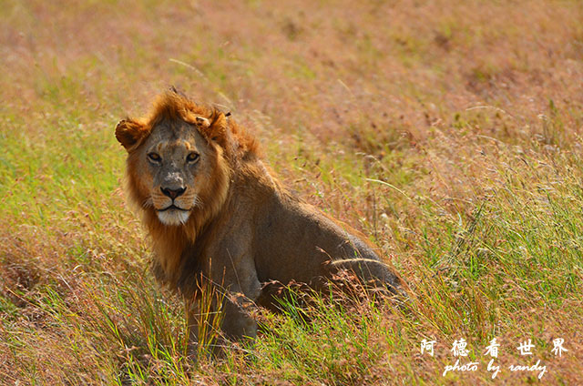 serengeti2D7000 100.JPG serengeti2D7000 100.JPG