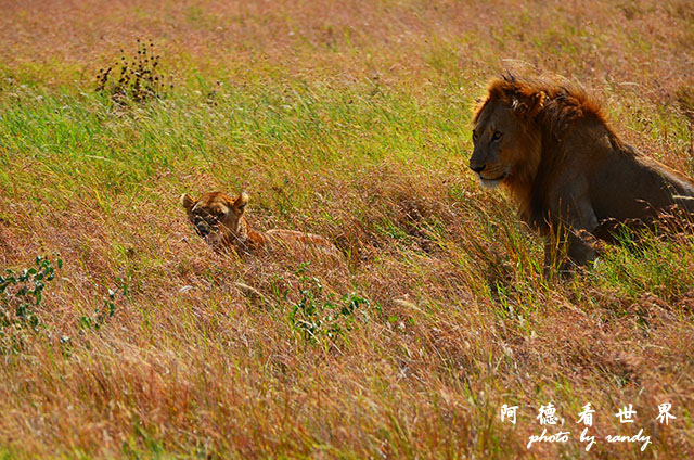 serengeti2D7000 104.JPG