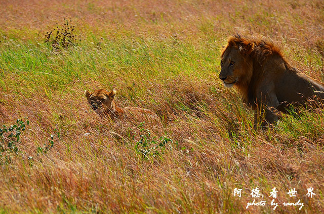 serengeti2D7000 104.JPG serengeti2D7000 104.JPG