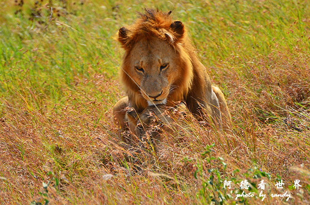 serengeti2D7000 110.JPG