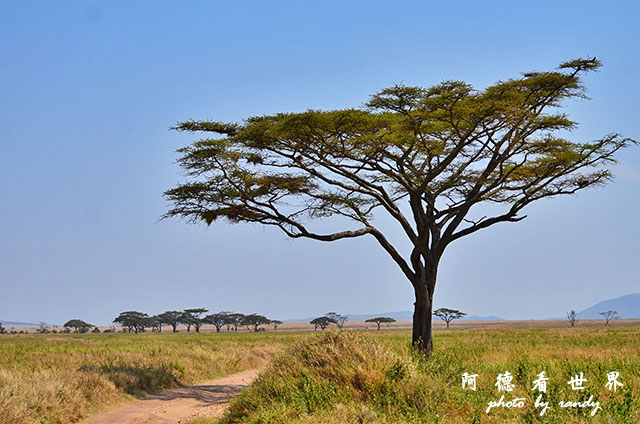 serengeti2D7000 127.JPG