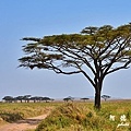 serengeti2D7000 127.JPG