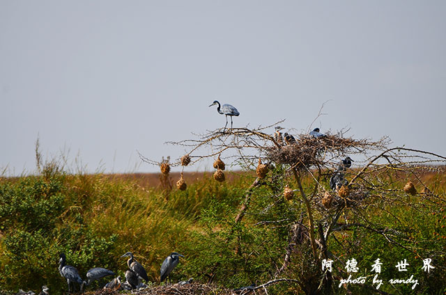 serengeti2D7000 131.JPG