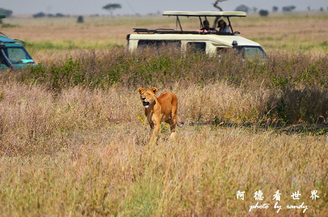 serengeti2D7000 137.JPG serengeti2D7000 137.JPG