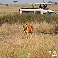 serengeti2D7000 137.JPG