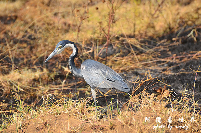 serengeti2D7000 135.JPG