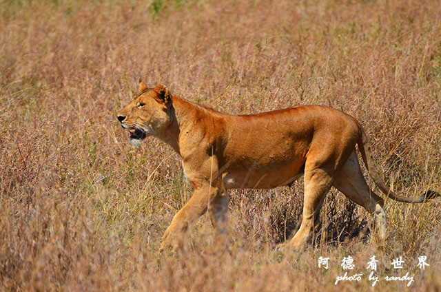 serengeti2D7000 146.JPG