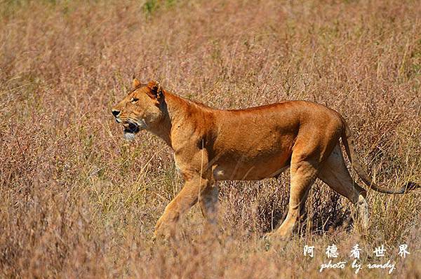 serengeti2D7000 146.JPG