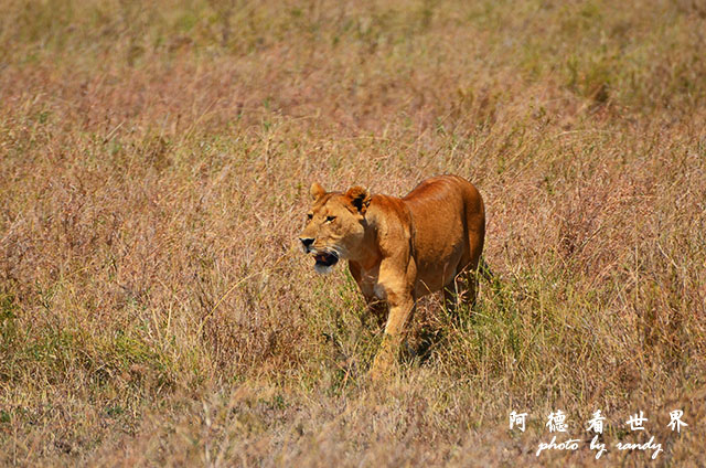 serengeti2D7000 142.JPG serengeti2D7000 142.JPG