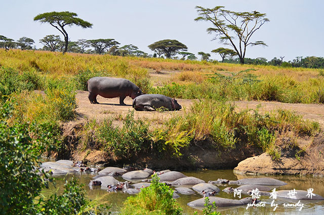 serengeti2D7000 160.JPG