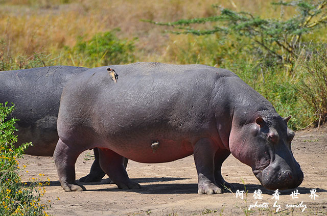 serengeti2D7000 169.JPG