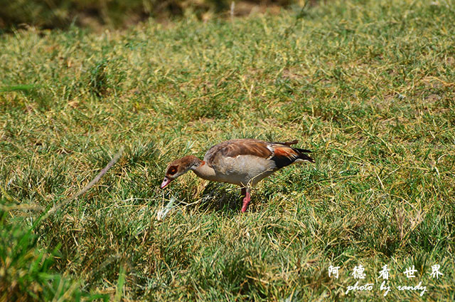 serengeti2D7000 173.JPG