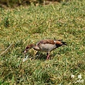 serengeti2D7000 173.JPG