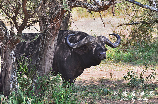 serengeti2D7000 181.JPG