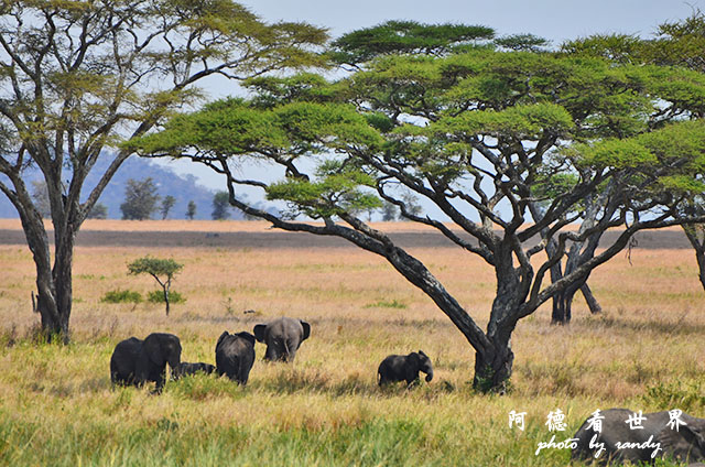 serengeti2D7000 177.JPG serengeti2D7000 177.JPG