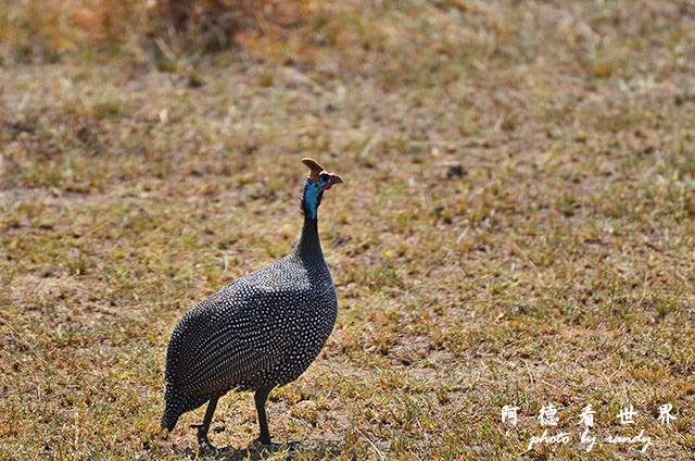 serengeti2D7000 187.JPG