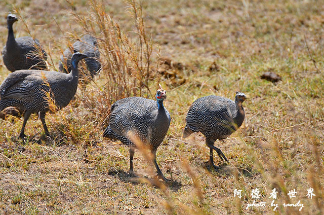 serengeti2D7000 190.JPG