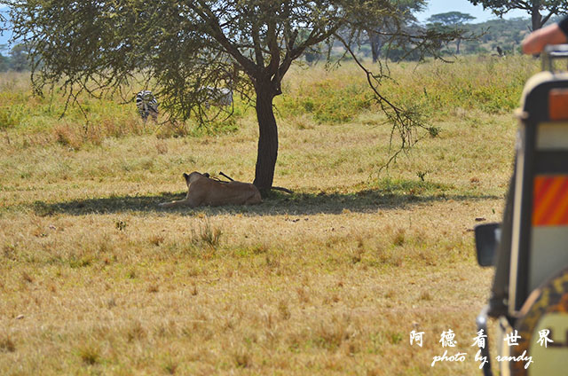 serengeti2D7000 196.JPG