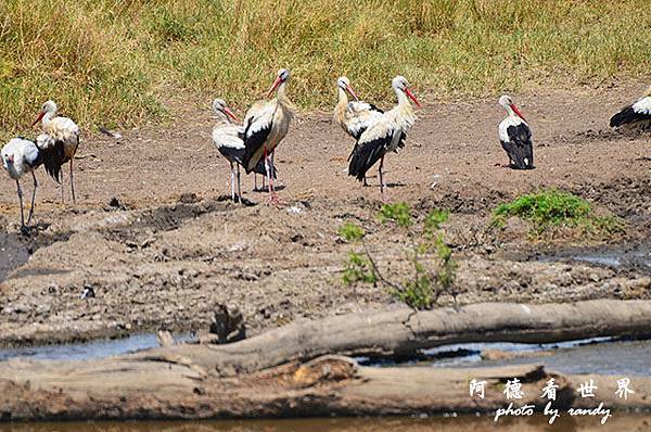 serengeti2D7000 209.JPG