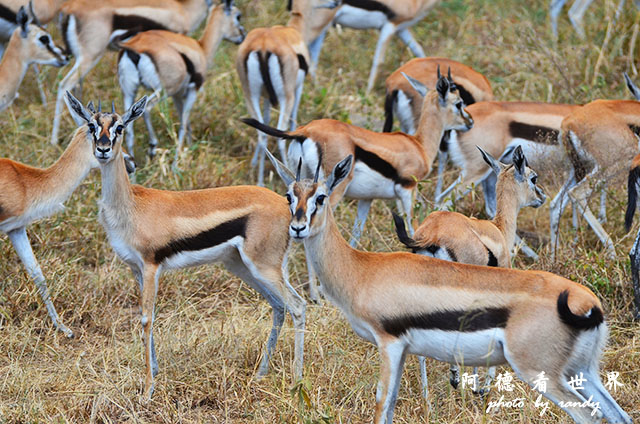 serengeti2D7000 212.JPG serengeti2D7000 212.JPG