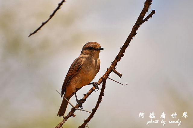 serengeti2D7000 219.JPG