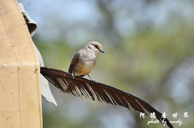 serengeti2D7000 220.JPG