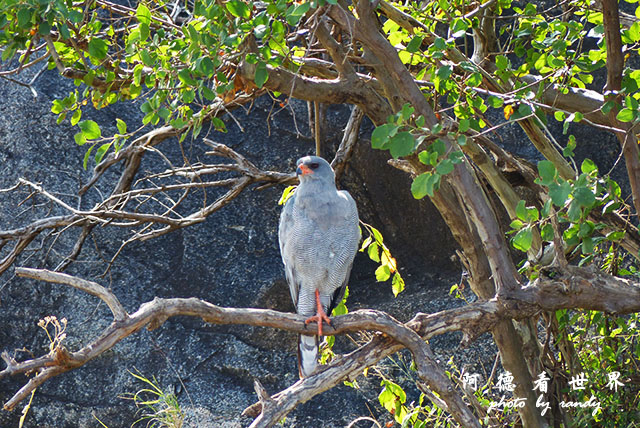 serengeti2FZ200 (33).JPG serengeti2FZ200 (33).JPG