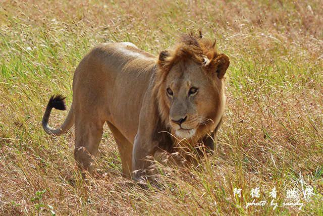 serengeti2FZ200 (41).JPG serengeti2FZ200 (41).JPG