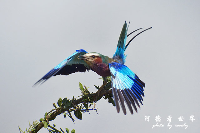 serengeti2FZ200 (47).JPG serengeti2FZ200 (47).JPG