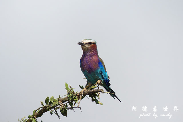 serengeti2FZ200 (45).JPG serengeti2FZ200 (45).JPG