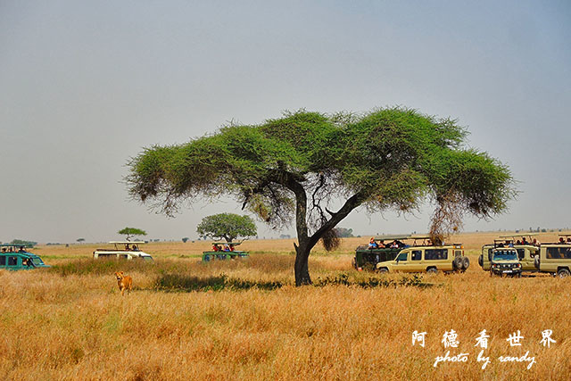 serengeti2P7700 052.JPG serengeti2P7700 052.JPG