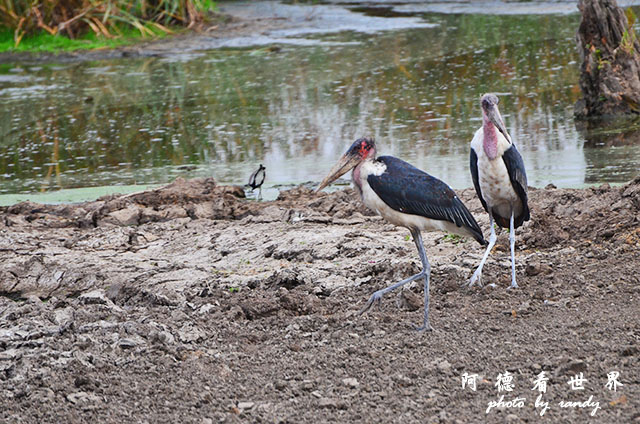 serengeti3D7000 003.JPG