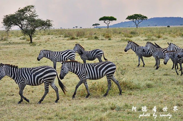 serengeti3D7000 019.JPG