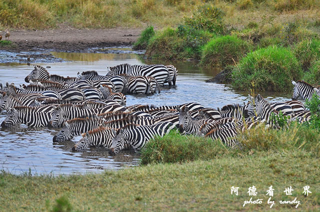 serengeti3D7000 015.JPG serengeti3D7000 015.JPG