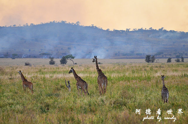 serengeti3D7000 033.JPG