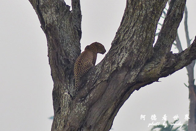 serengeti3FZ200 (19).JPG serengeti3FZ200 (19).JPG