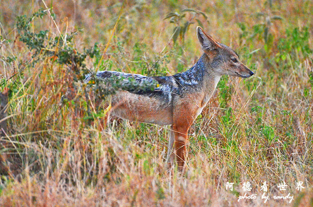 serengeti3D7000 042.JPG