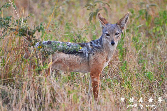 serengeti3D7000 048.JPG