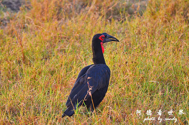 serengeti3D7000 076.JPG